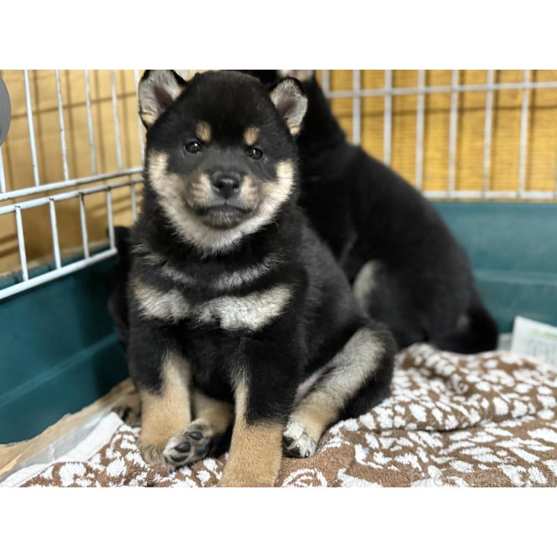 販売中の愛知県の柴犬-418311の3枚目