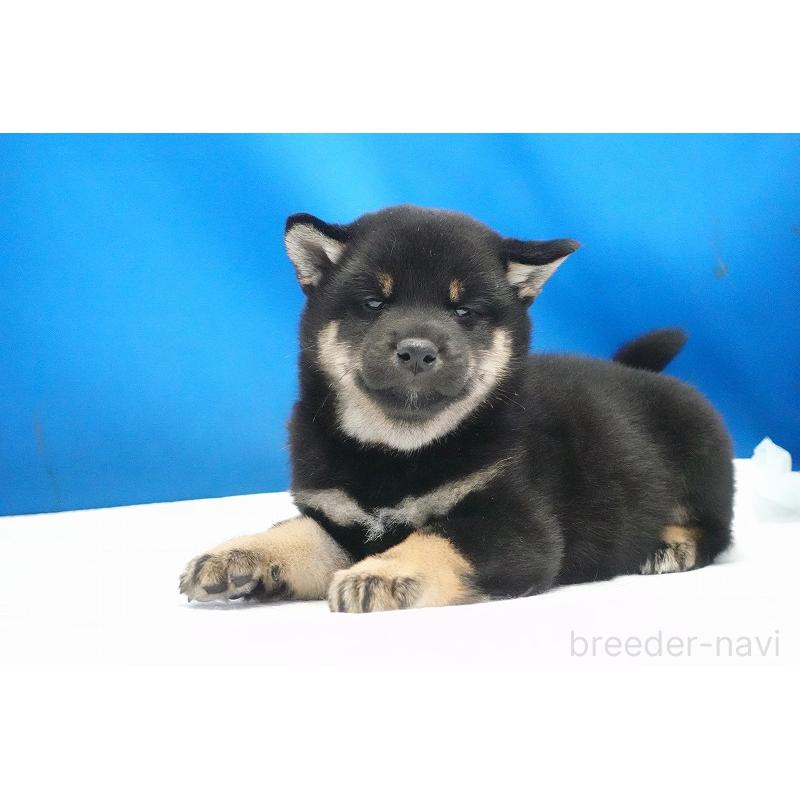 成約済の愛知県の柴犬-418310の8枚目