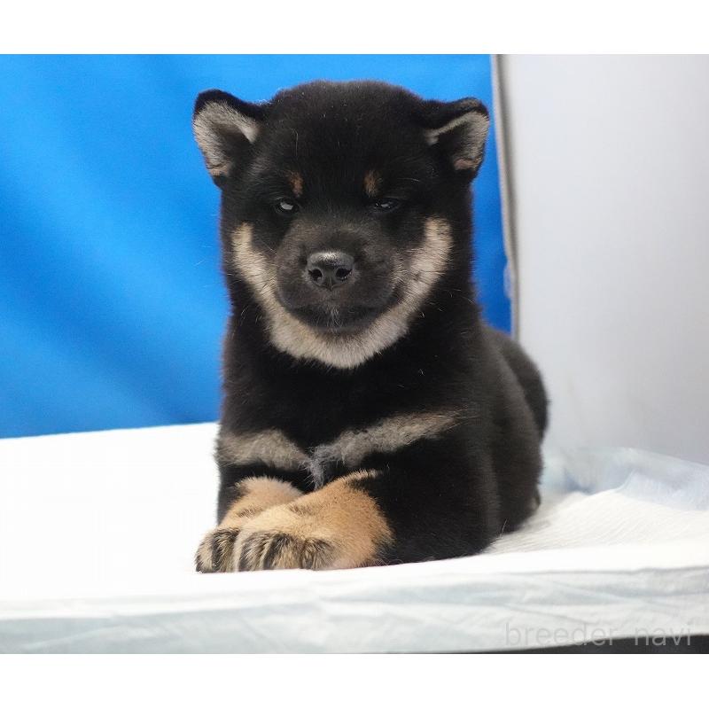 成約済の愛知県の柴犬-418310の7枚目