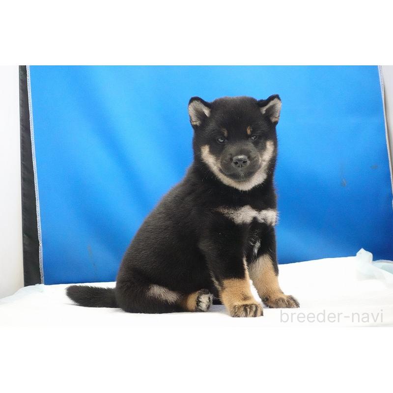 成約済の愛知県の柴犬-418310の6枚目