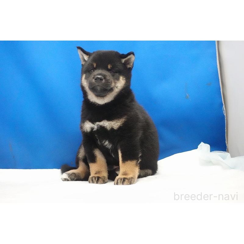 成約済の愛知県の柴犬-418310の5枚目