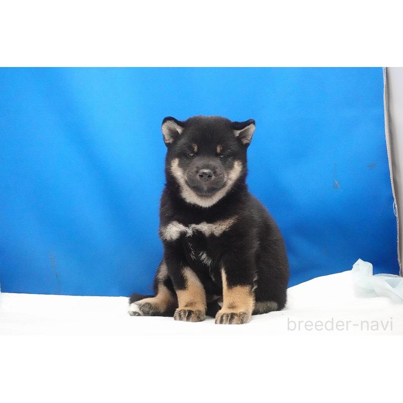 成約済の愛知県の柴犬-418310の4枚目