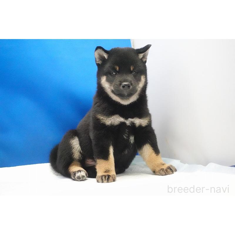 成約済の愛知県の柴犬-418310の3枚目