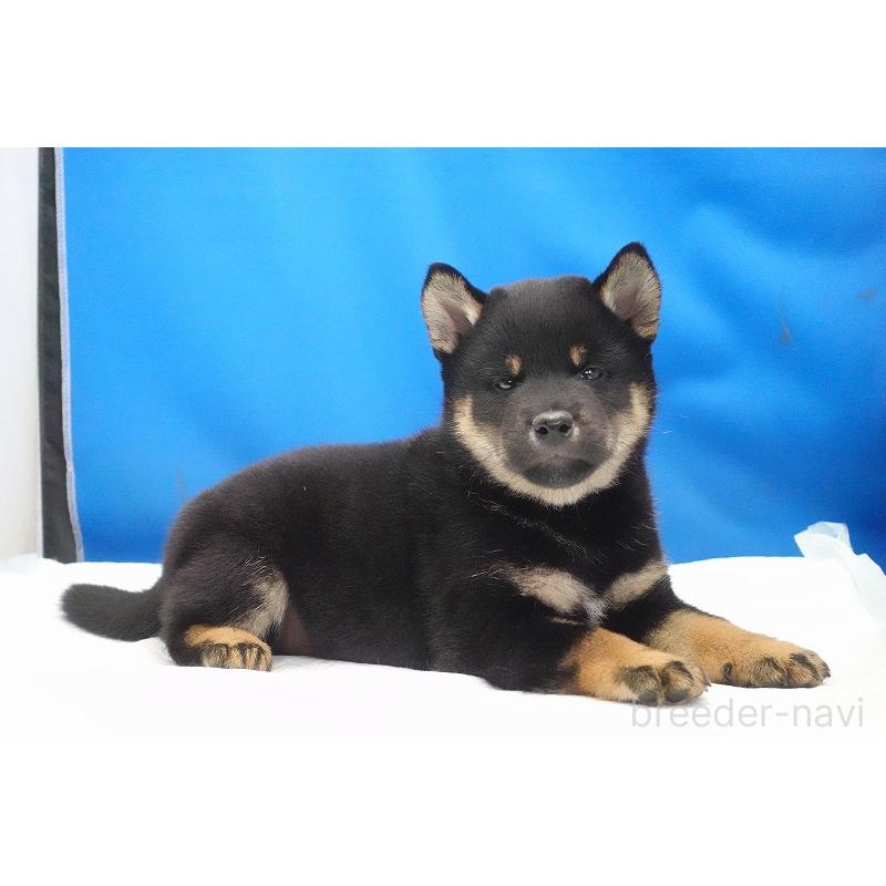 成約済の愛知県の柴犬-418315の14枚目