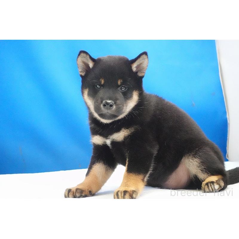 成約済の愛知県の柴犬-418315の13枚目