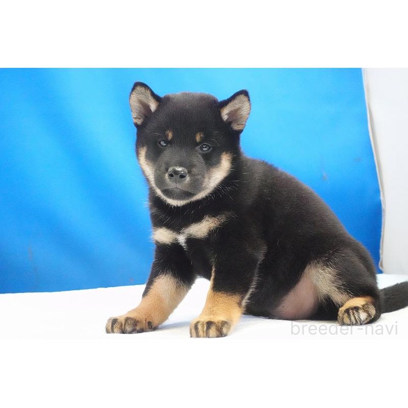 成約済の愛知県の柴犬-418315の12枚目