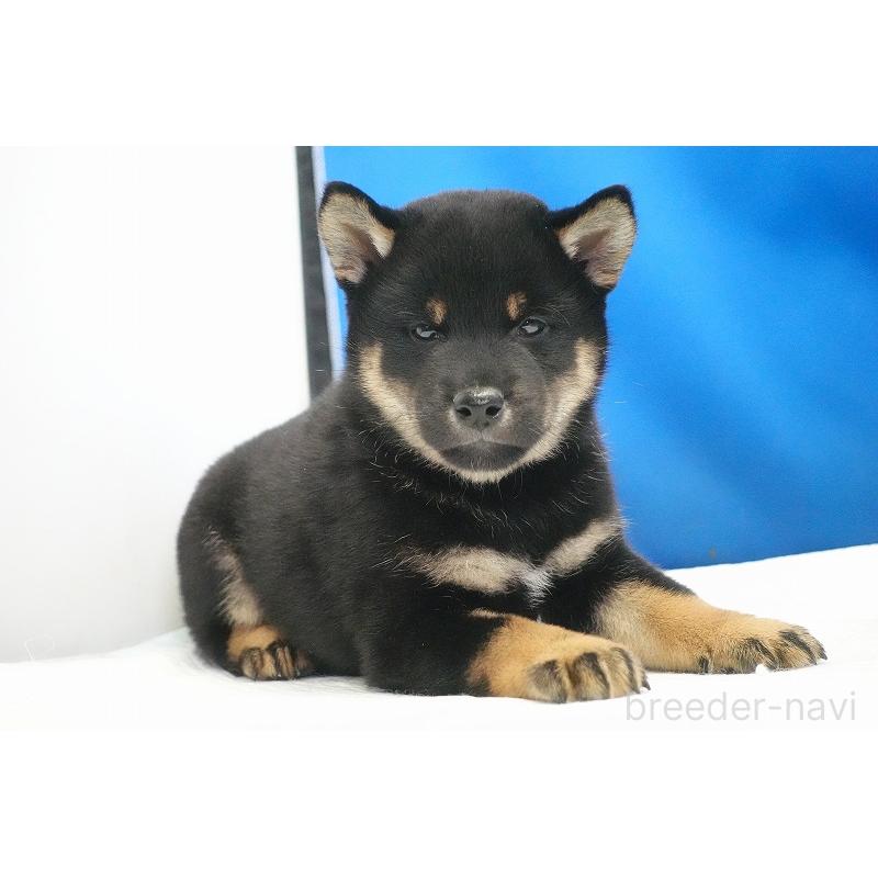 成約済の愛知県の柴犬-418315の11枚目