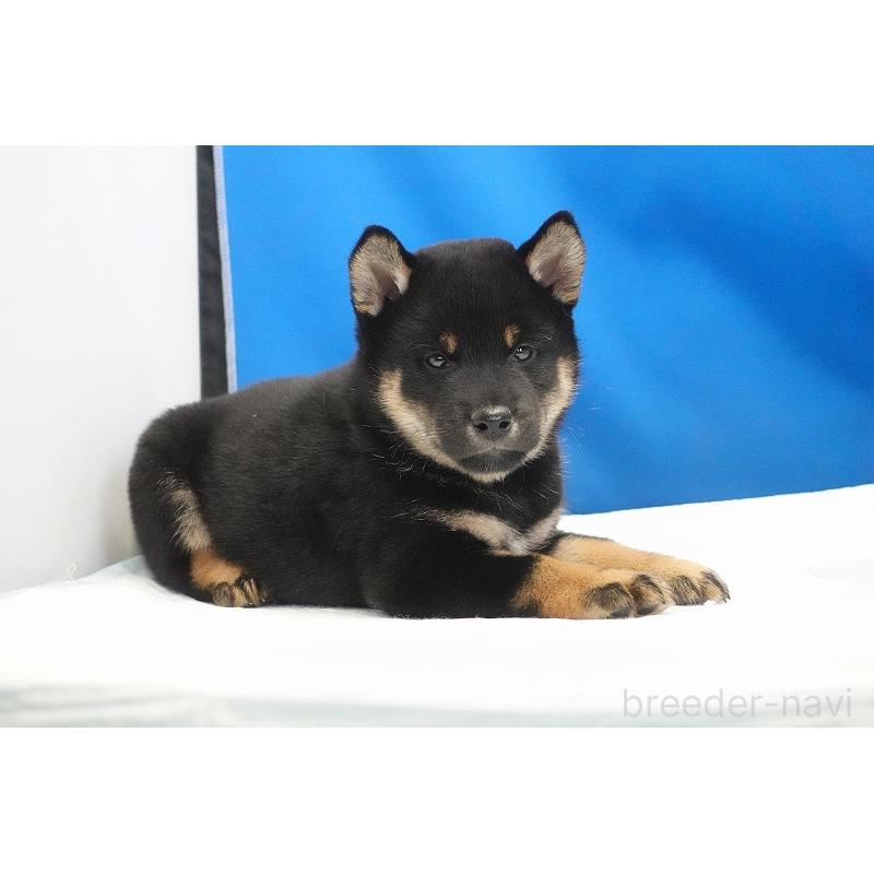 成約済の愛知県の柴犬-418315の10枚目