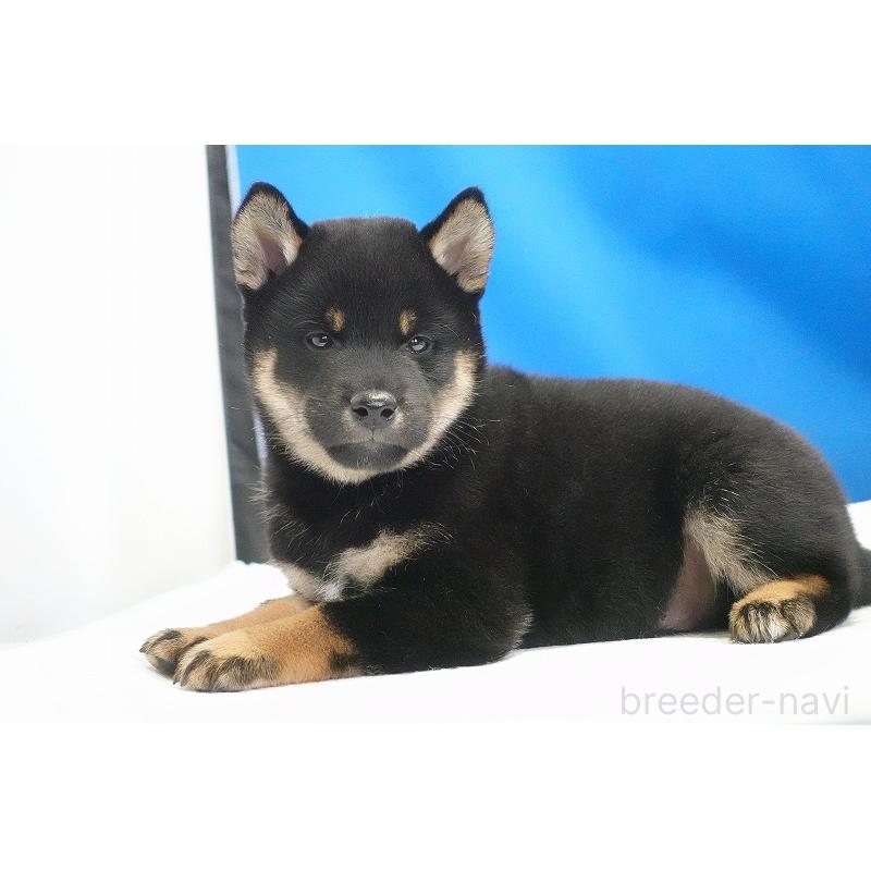 成約済の愛知県の柴犬-418315の9枚目