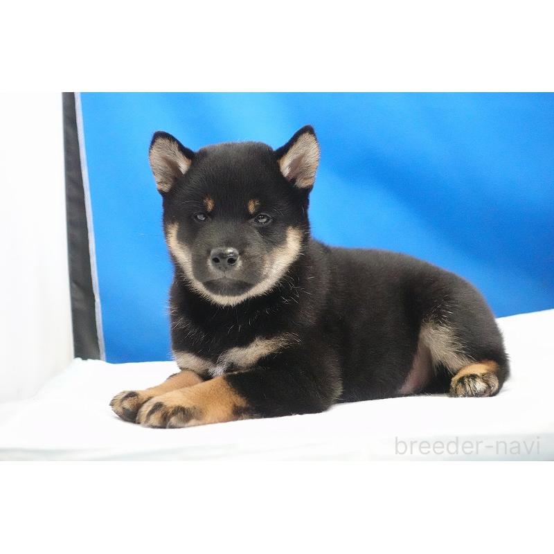 成約済の愛知県の柴犬-418315の8枚目