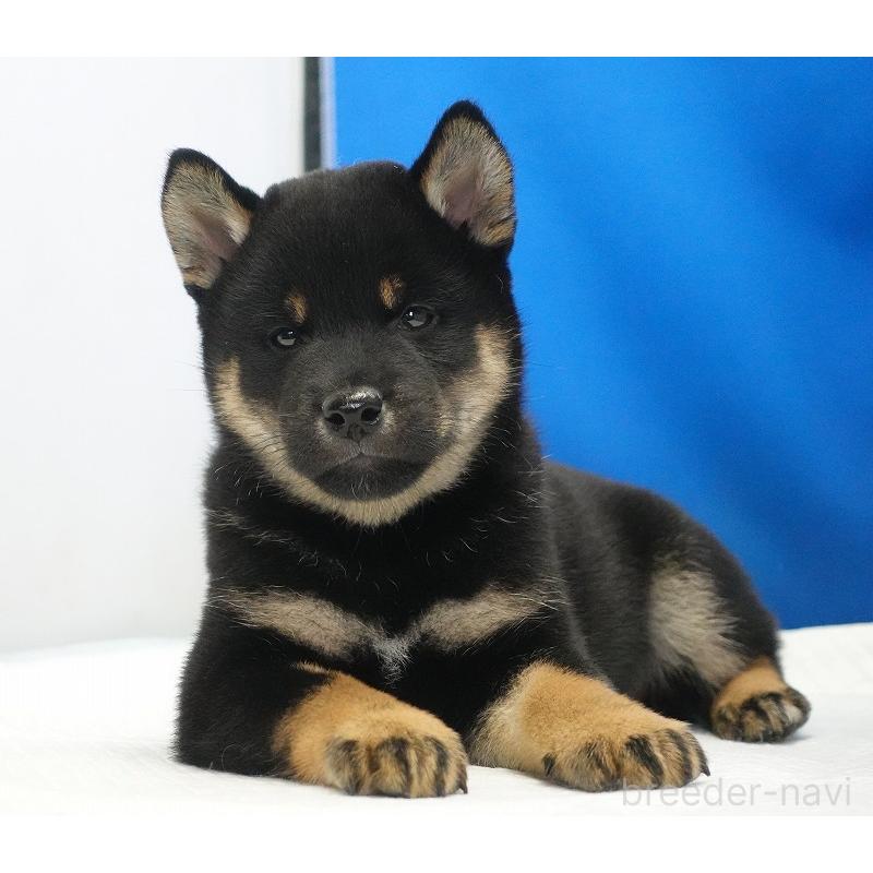 成約済の愛知県の柴犬-418315の7枚目