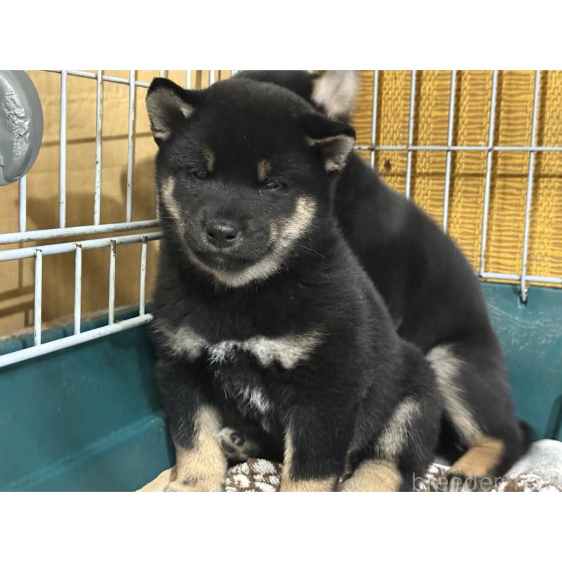 成約済の愛知県の柴犬-418310の2枚目