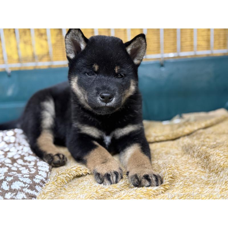 成約済の愛知県の柴犬-418315の6枚目