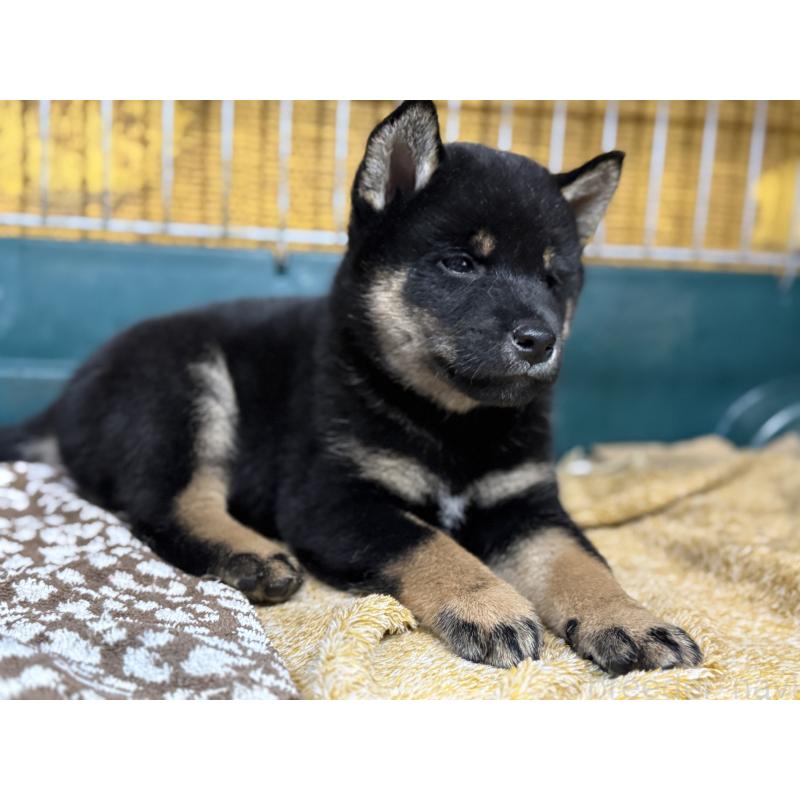 成約済の愛知県の柴犬-418315の4枚目