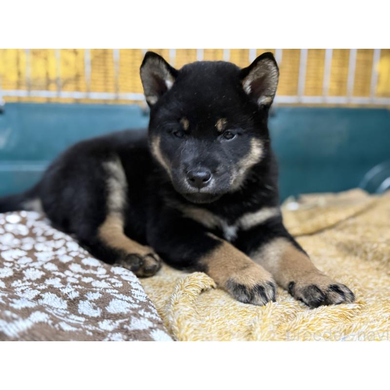 成約済の愛知県の柴犬-418315の3枚目