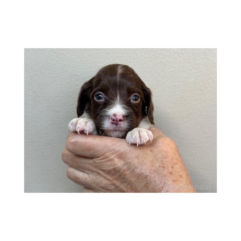 販売中の滋賀県のブリタニースパニエル-420672
