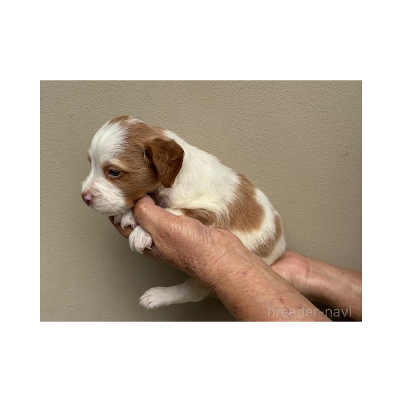 販売中の滋賀県のブリタニースパニエル-420251の7枚目