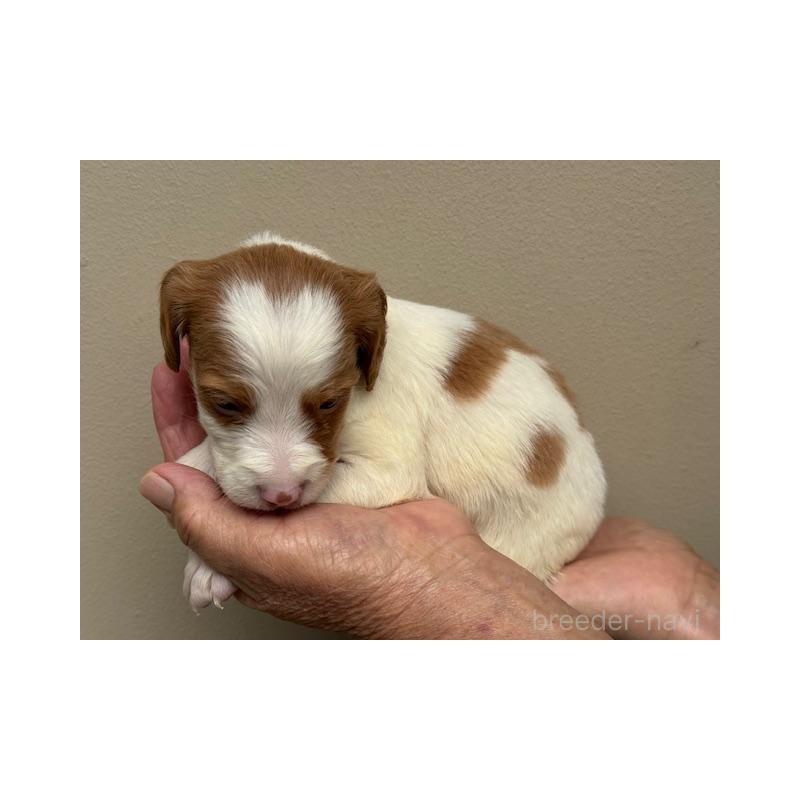 販売中の滋賀県のブリタニースパニエル-420250の6枚目