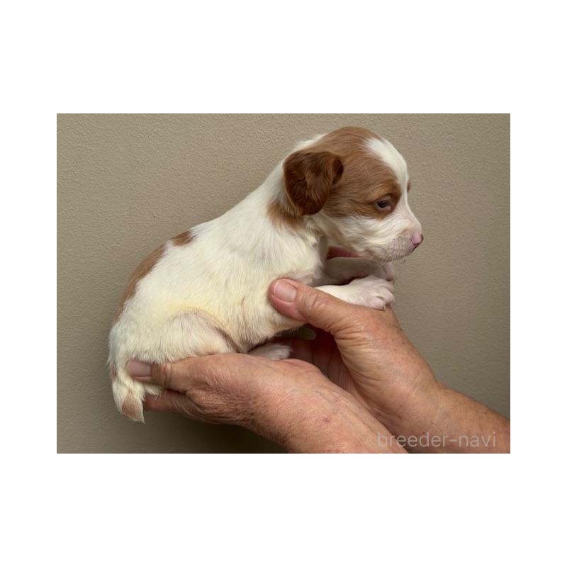 販売中の滋賀県のブリタニースパニエル-420250の5枚目