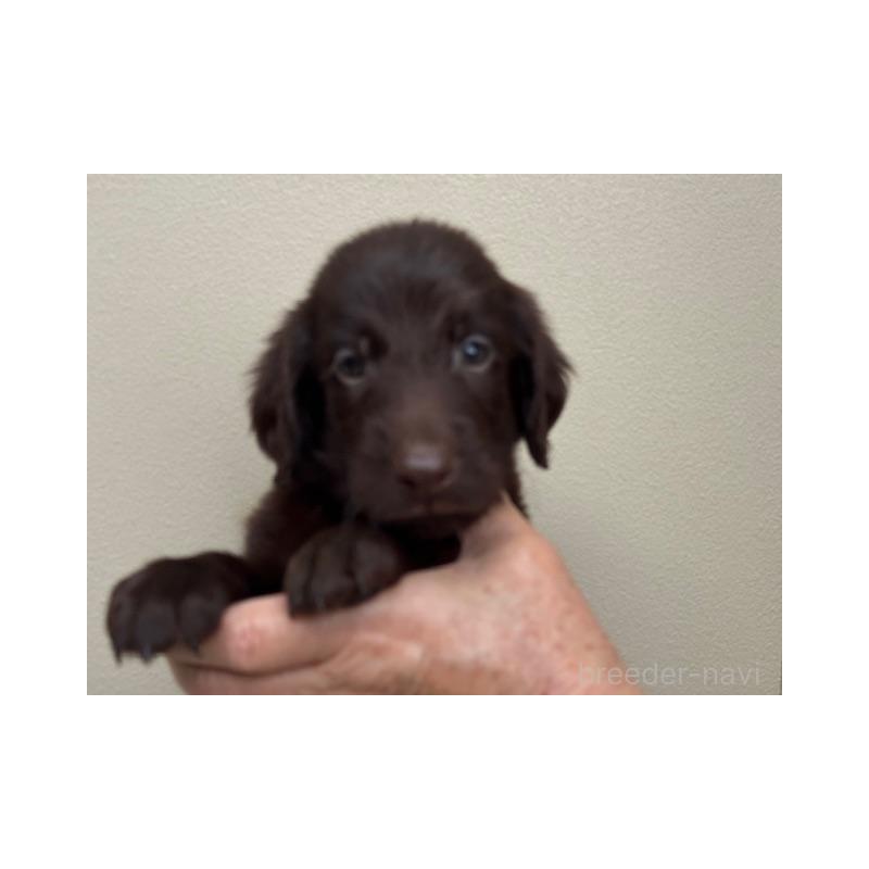 販売中の滋賀県のフラットコーテッドレトリーバー-416581