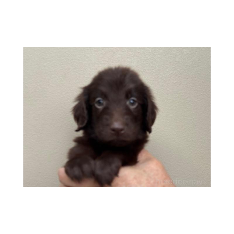 販売中の滋賀県のフラットコーテッドレトリーバー-420023