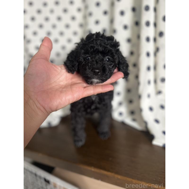 販売中の千葉県のタイニープードル-417636の2枚目