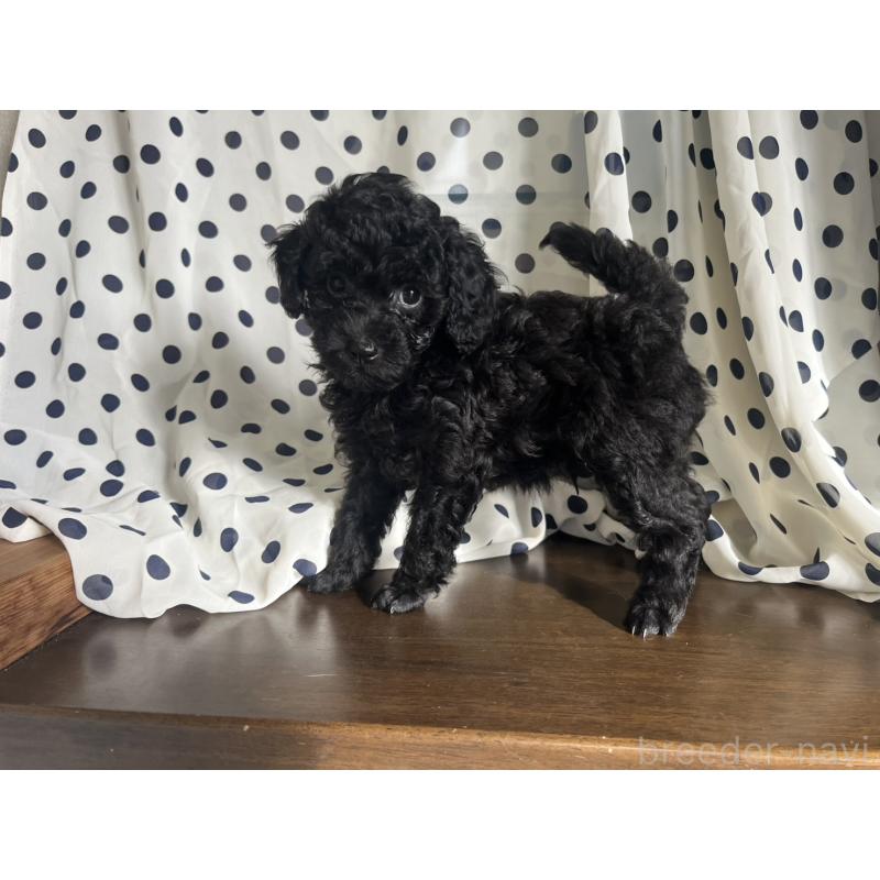 成約済の千葉県のタイニープードル-417635の2枚目