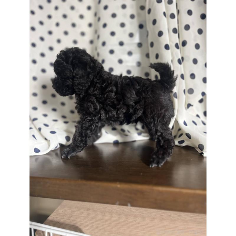 販売中の千葉県のタイニープードル-417634の2枚目