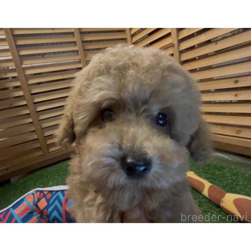 販売中の埼玉県のトイプードル-408625の23枚目