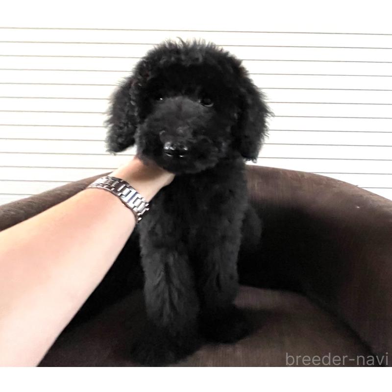 販売中の大阪府のスタンダードプードル-414176の1枚目