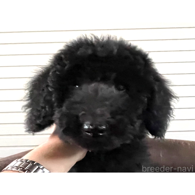 販売中の大阪府のスタンダードプードル-414176の5枚目
