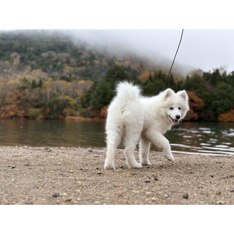 販売中の東京都のサモエド-406021の6枚目