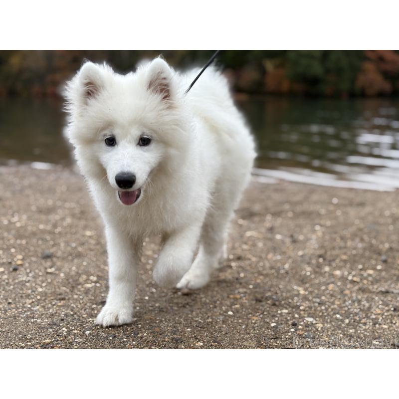 販売中の東京都のサモエド-406021の5枚目