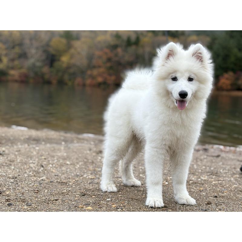 販売中の東京都のサモエド-406021の4枚目