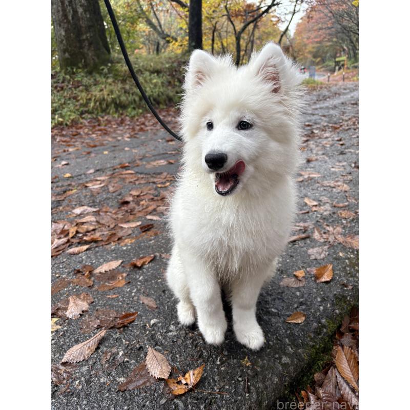 販売中の東京都のサモエド-406021の3枚目