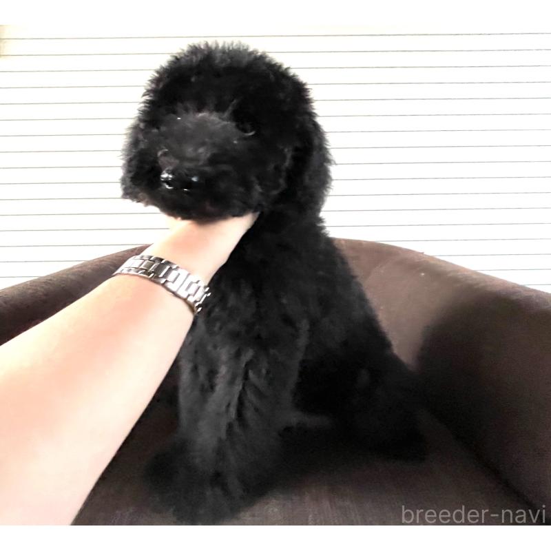 販売中の大阪府のスタンダードプードル-414176の3枚目