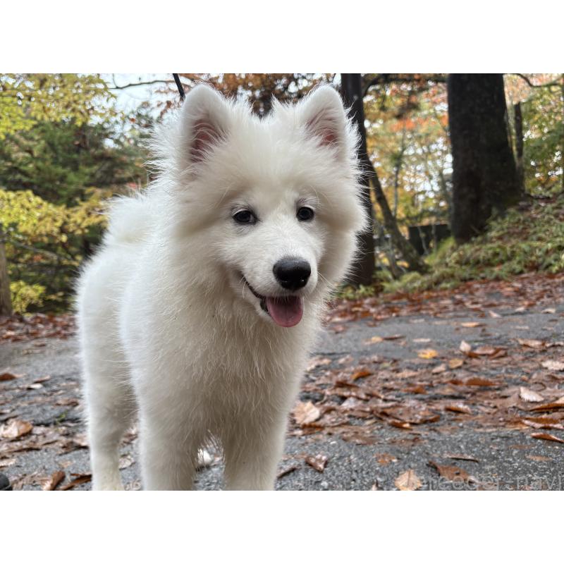 販売中の東京都のサモエド-406021の2枚目