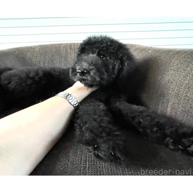 販売中の大阪府のスタンダードプードル-414176の2枚目