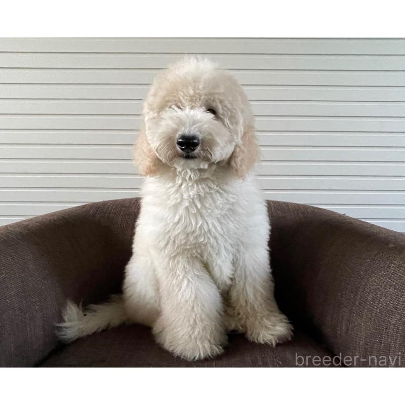 販売中の大阪府のスタンダードプードル-411348