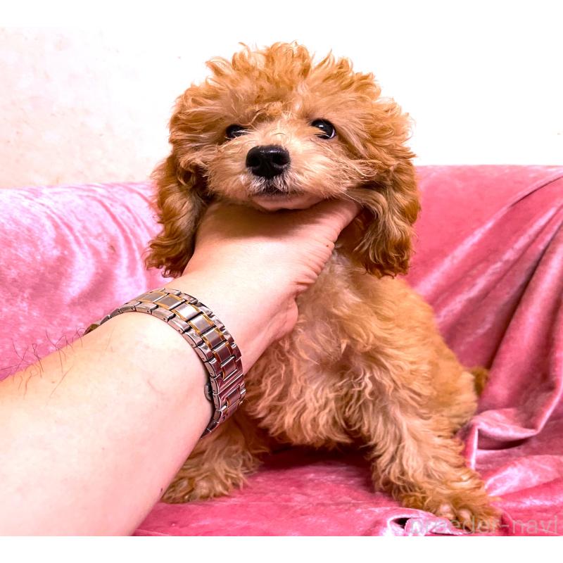 販売中の大阪府のタイニープードル-414181