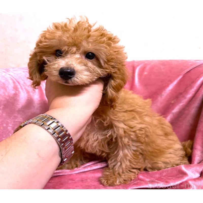 販売中の大阪府のタイニープードル-414181の3枚目