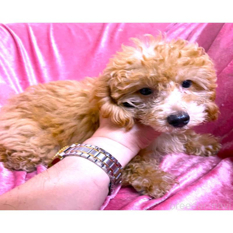 販売中の大阪府のタイニープードル-414181の2枚目