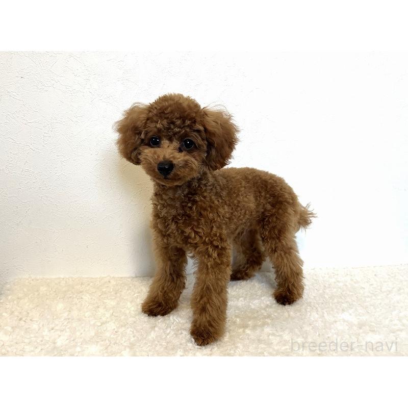販売中の千葉県のトイプードル-416495の3枚目