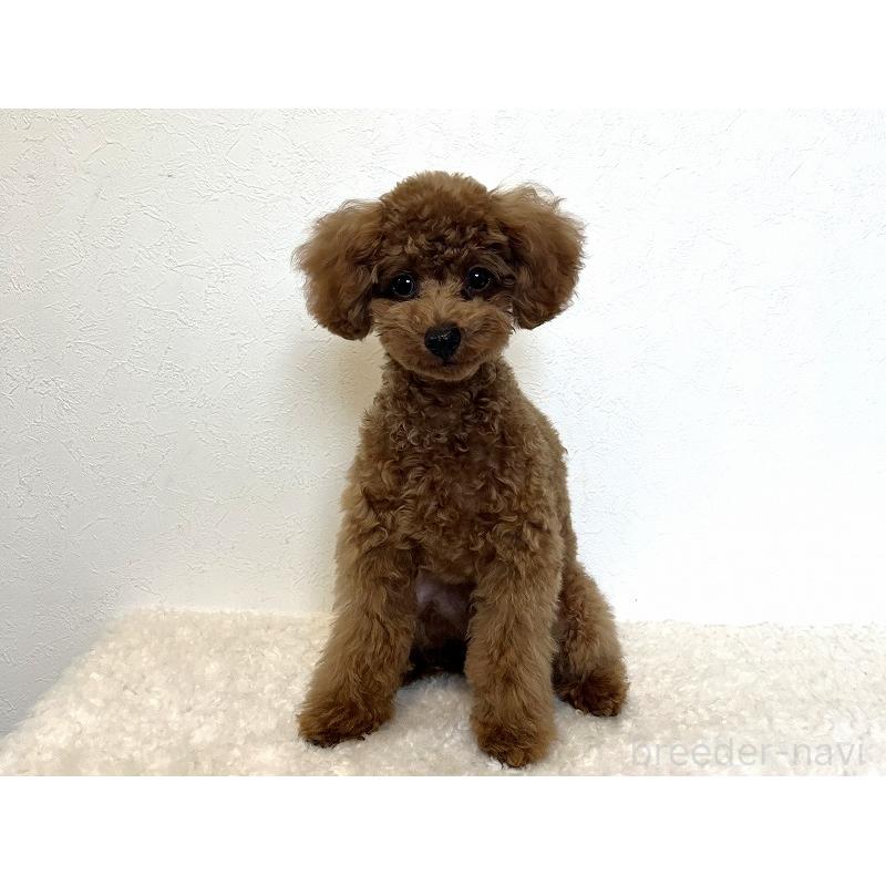 販売中の千葉県のトイプードル-416495の2枚目