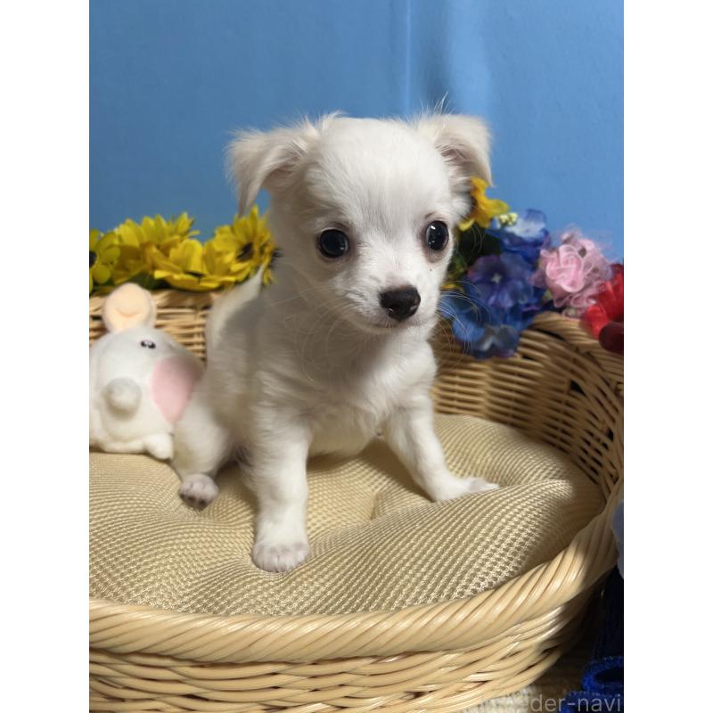 販売中の福岡県のチワワ(ロングコート)-419961の9枚目