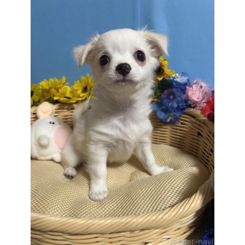 販売中の福岡県のチワワ(ロングコート)-419961の8枚目