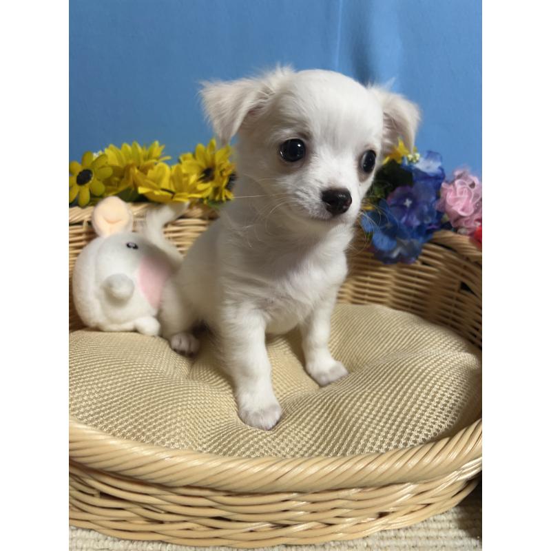 販売中の福岡県のチワワ(ロングコート)-419961の5枚目