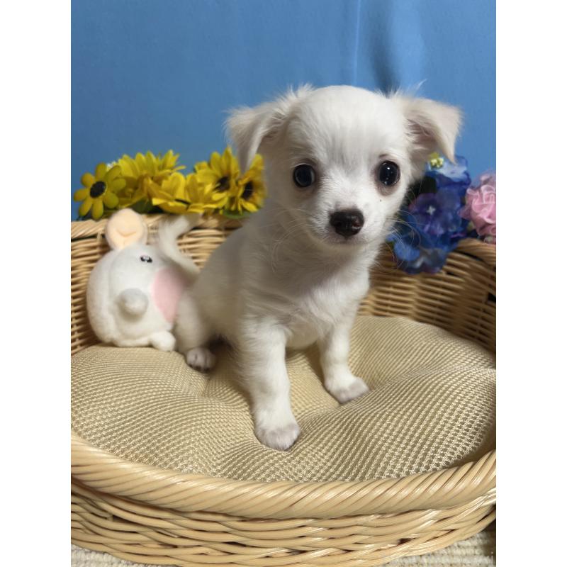 販売中の福岡県のチワワ(ロングコート)-419961の4枚目