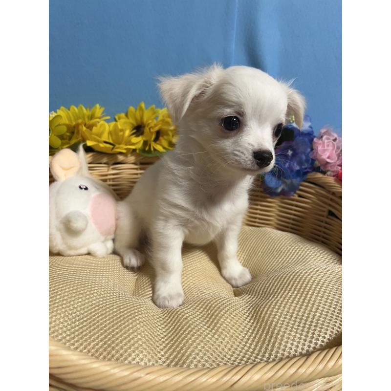 販売中の福岡県のチワワ(ロングコート)-419961の3枚目