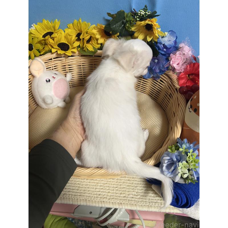 販売中の福岡県のチワワ(ロングコート)-419961の2枚目